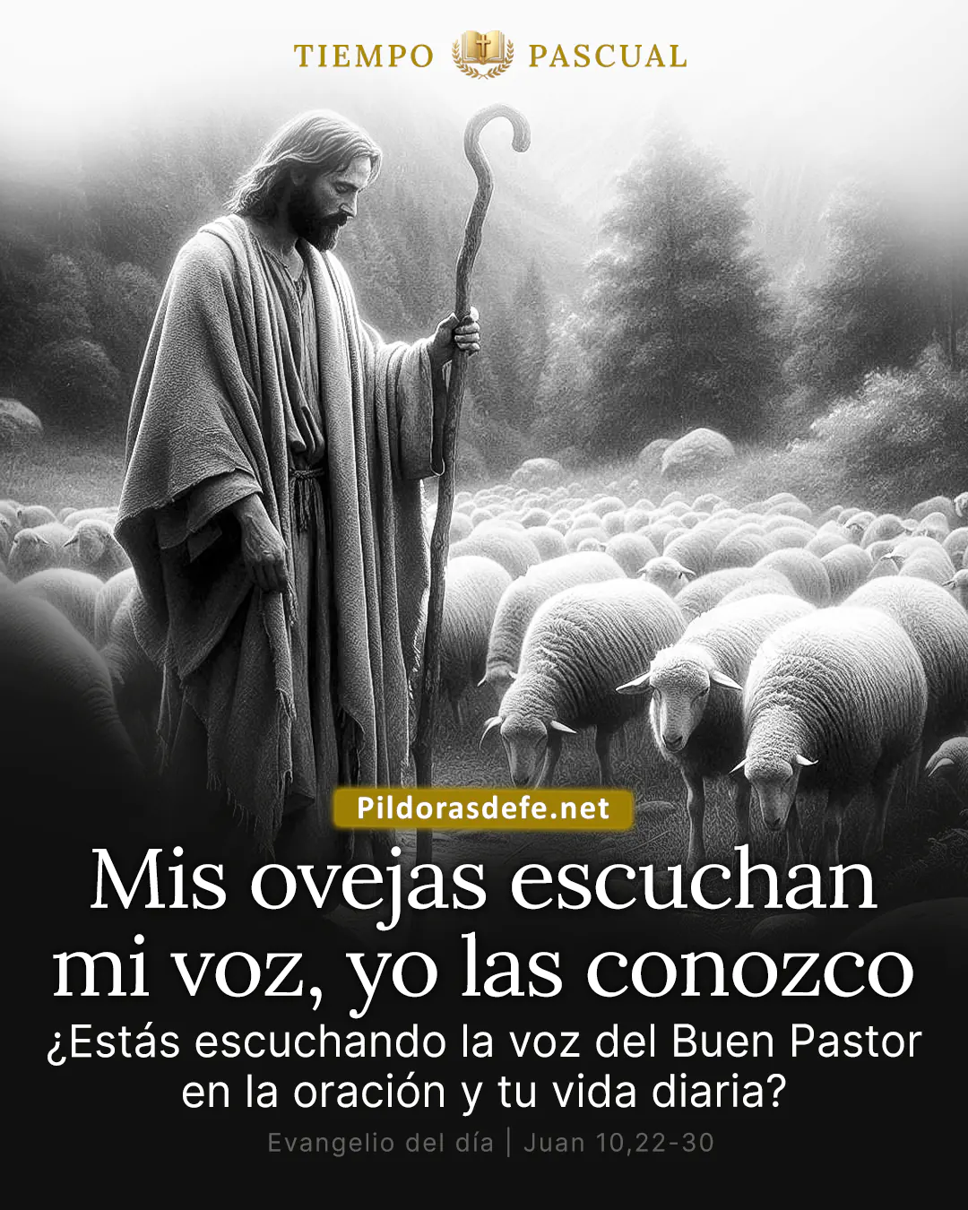 Evangelio del dia Martes Juan 10 22 30 Mis ovejas escuchan mi voz
