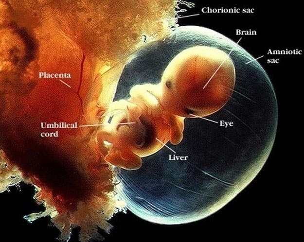 bebe embarazo siete semanas gestacion