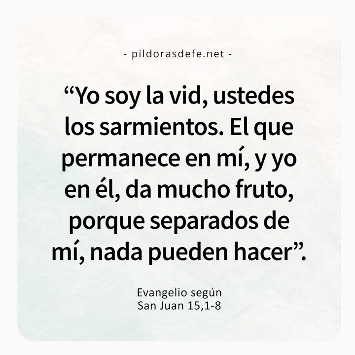 Cita bíblica del Evangelio de hoy (Juan 15,1-8): Yo soy la Vid. El que permanece en mí da mucho fruto