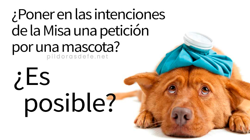 pedir por una mascota intenciones de misa