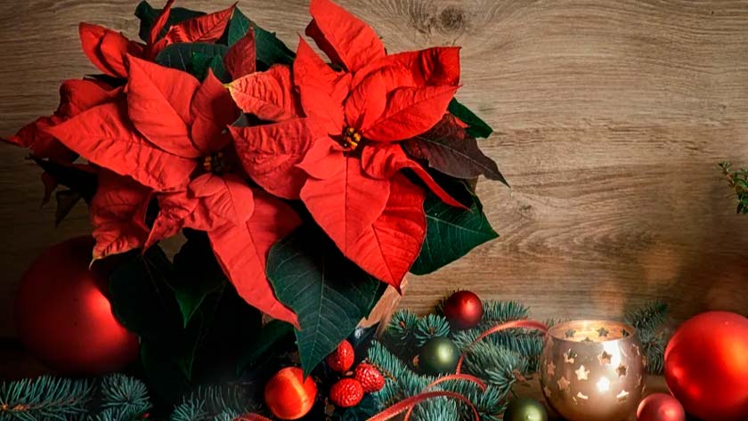 poinsettia-flor-de-la-navidad-historia-origen.jpg