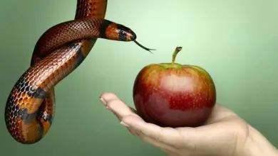 Cómo combatir a los 7 pecados capitales con 7 virtudes 