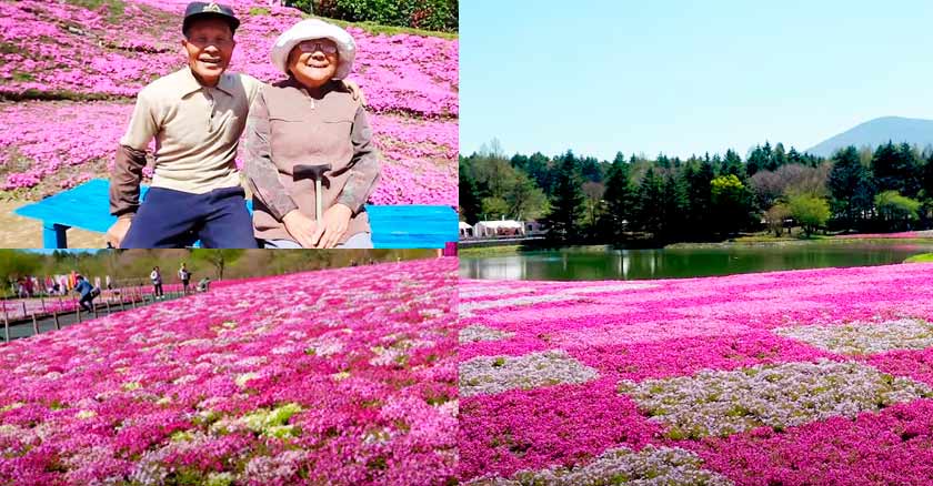 crea jardin oceano de rosas para su esposa ciega