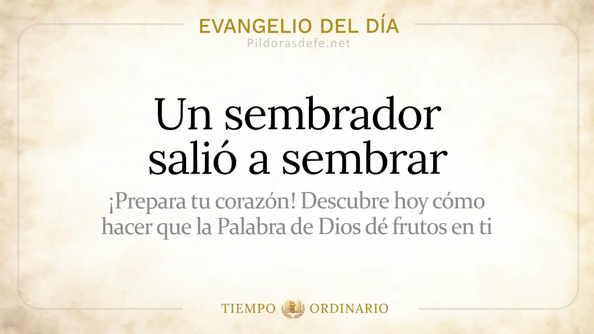 Evangelio del dia Domingo Mateo    Parabola sembrador  jul webp