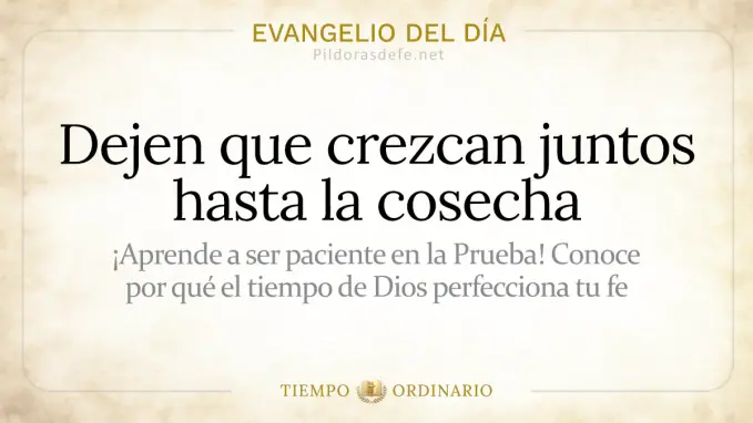 Evangelio del dia Domingo Mateo    Que crezca juntos  jul 