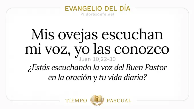 Evangelio del dia Martes Juan    Mis ovejas escuchan mi voz  abril 