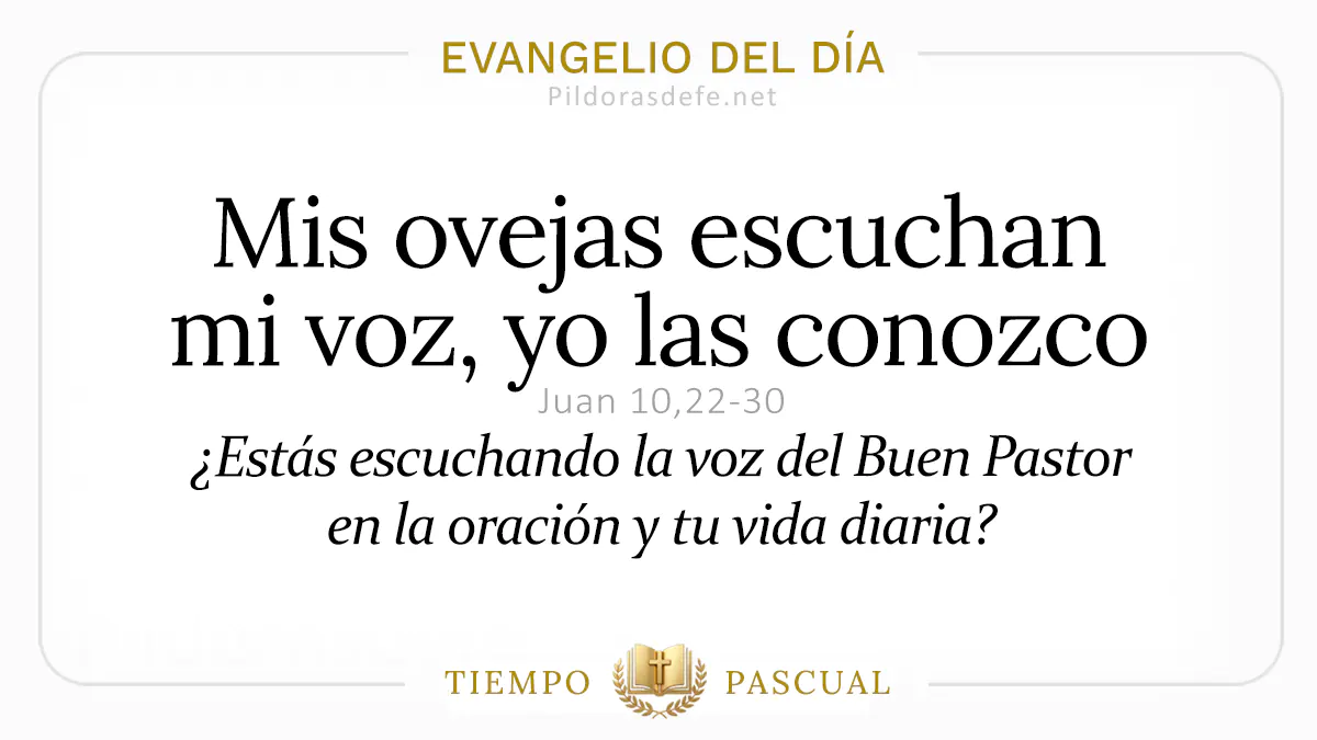 Evangelio del dia Martes Juan    Mis ovejas escuchan mi voz  abril webp
