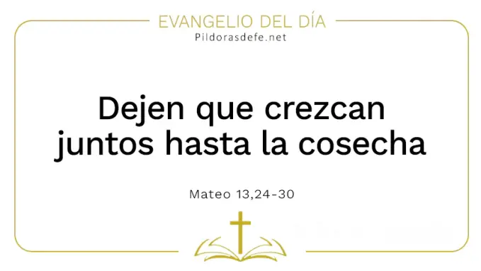 Evangelio del dia Que crezcan juntos Mateo    Cita Biblica   