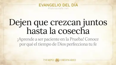 Evangelio de hoy Domingo 19 de Julio 2026: Mateo 13,24-43