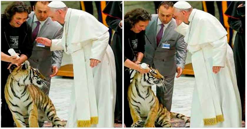 papa francisco susto tocar tigre circo
