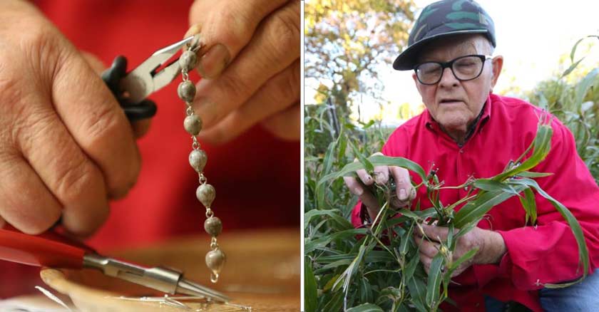 anciano recogiendo semillas de su jardin cultiva las cuentas de los rosarios